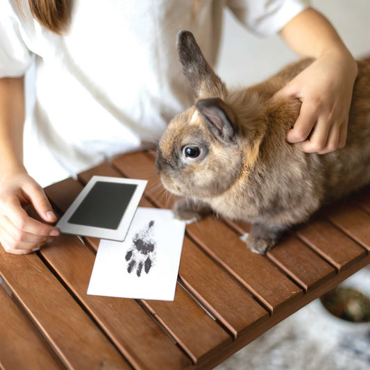Paw Print Non-toxic Paw Print Ink Pad Kit For Small Mammals